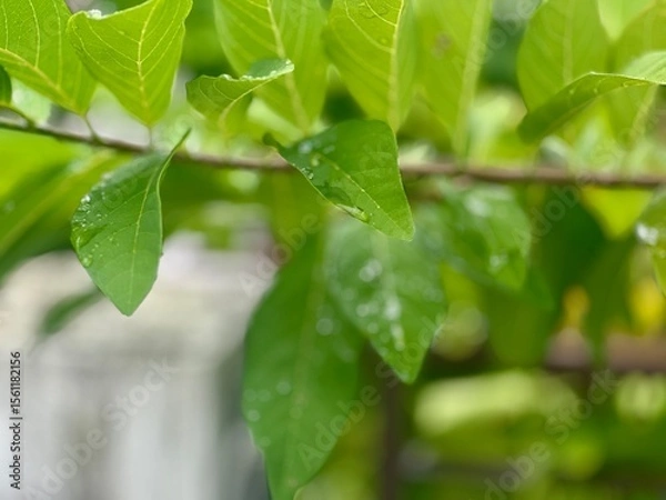Obraz green leaves on the tree