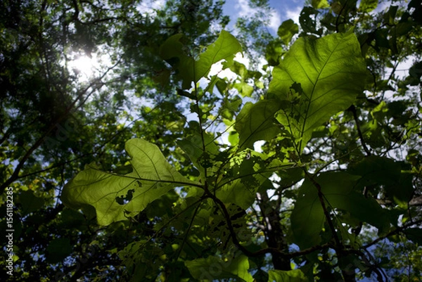 Fototapeta Alstonia scholaris, commonly called blackboard tree green leaves. Natural background