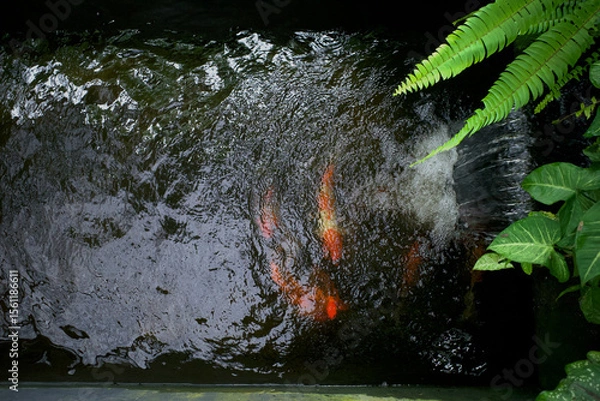 Fototapeta Koi fish, specifically nishikigoi (Cyprinus rubrofuscus), colorful decorative fish in an artificial pond