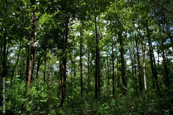 Fototapeta Teak trees (Tectona grandis) forest plantation in Gunung Kidul, Yogyakarta, Indonesia