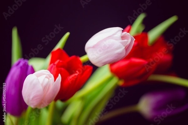 Obraz Pink red purple tulip bouquet is being shown in flat design with dark seamless background