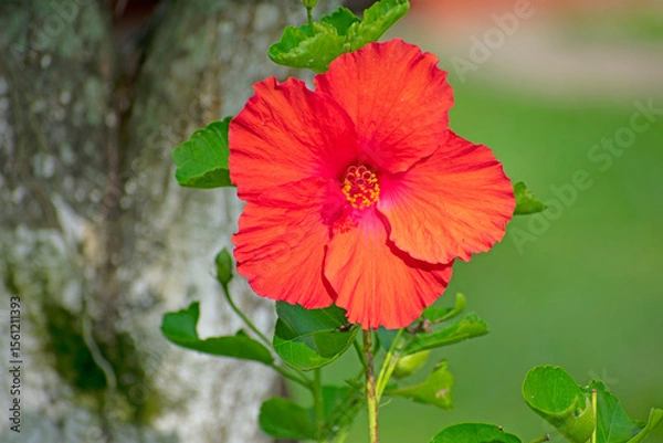 Obraz hibiscus