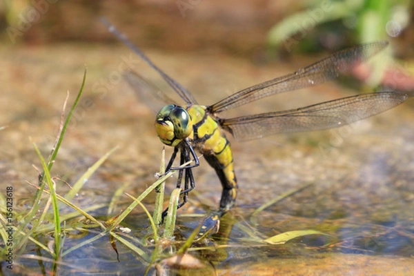 Obraz クロスジギンヤンマの産卵