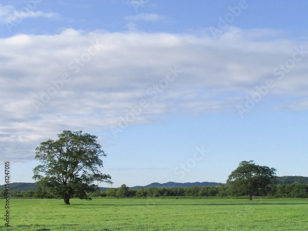 Fototapeta ハルニレ