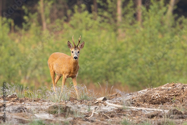 Obraz roe deer on a forest clearing (capreolus capreolus)