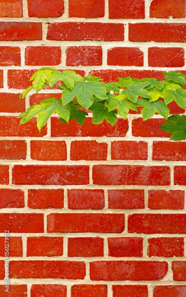 Obraz red brick wall and a young green leafy maple branch