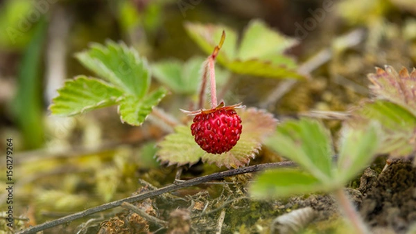 Obraz ripe wild strawberry fruit, Fragaria sp.