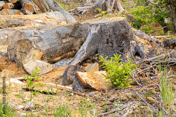Obraz a cut spruce trunk, snag, stump and a young spruce sapling