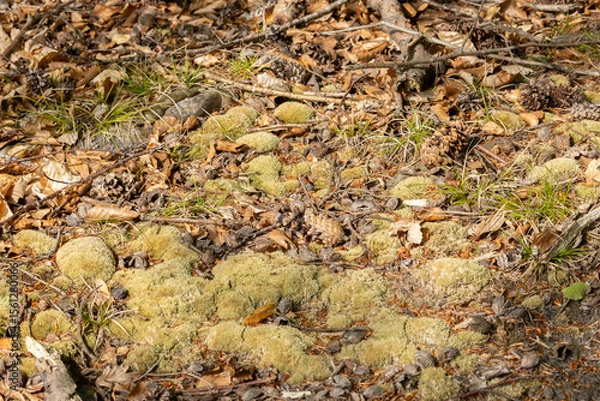 Obraz drought in the forest, dry litter, dry moss, fire hazard, heat, rainless