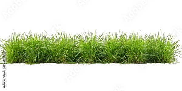 Obraz Lush green grass border with detailed blades isolated on transparent background