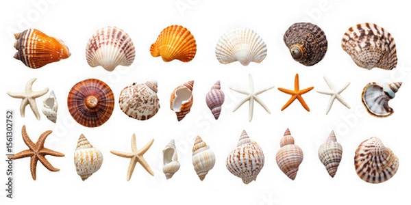 Obraz Collection of assorted seashells and starfish isolated on transparent background