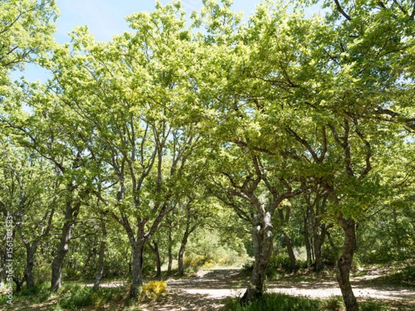 Fototapeta Le sentier GR 99 depuis Bauduen traversant une forêt de chênes blanc le long du Lac de Sainte-Croix au pied du Verdon dans les Alpes-de-Haute-provence


