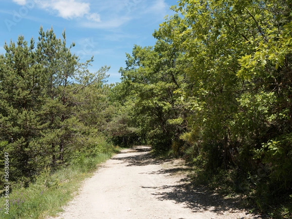 Fototapeta Le sentier GR 99 au départ du village de Bauduen au pied de la colline du Defens traversant une magnifique forêt de chênes blanc bordant la rive sud du lac de Sainte-Croix 
