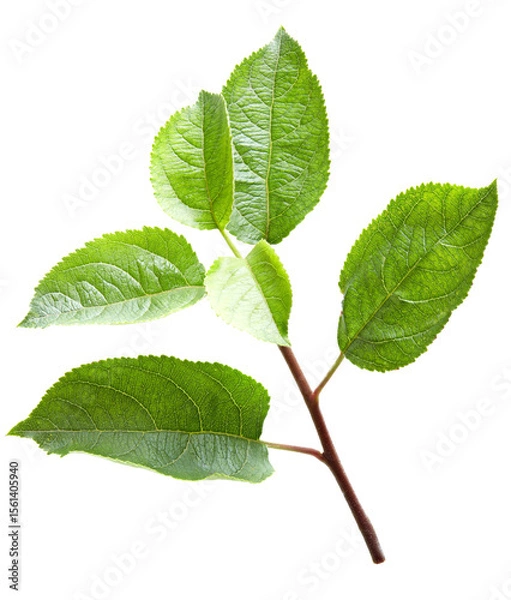 Obraz apple green leaf isolated on white background. clipping path