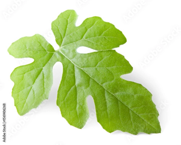 Obraz watermelon leaf isolated on white background. clipping path