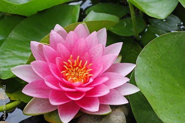 Obraz Pink Water Lily