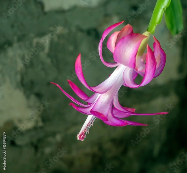 Fototapeta Blooming Christmas cactus in a pot on the windowsill, macro