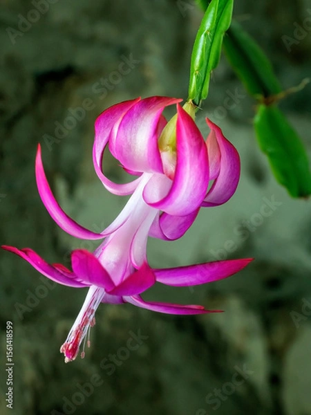 Fototapeta Blooming Christmas cactus in a pot on the windowsill, macro
