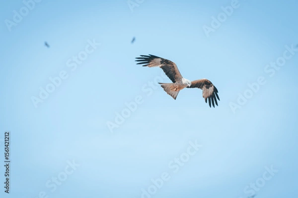 Obraz Der König der Lüfte 