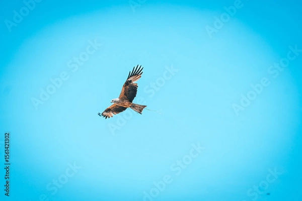 Obraz Der König der Lüfte 