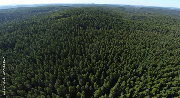 Fototapeta Aerial View of Vast Evergreen Forest Lush Greenery Coniferous Trees Nature Scenery