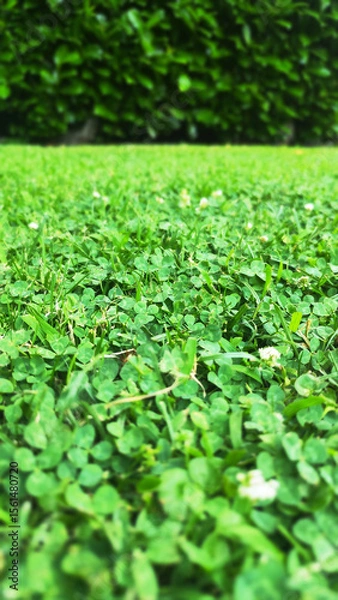 Fototapeta A lush green field with a hedge in the background