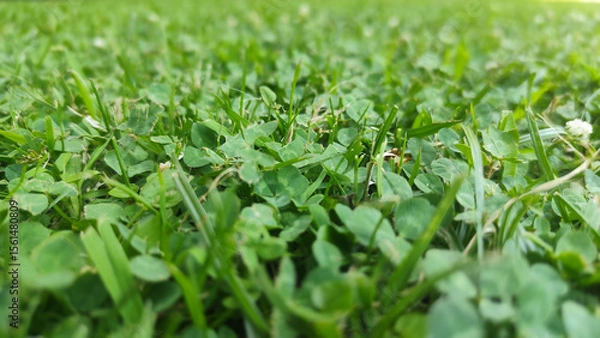 Fototapeta A field of grass with clovers in it