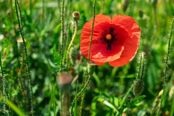 Obraz Vibrant red poppy flower in sunlit green field.A stunning red poppy flower surrounded by green foliage on a sunny day