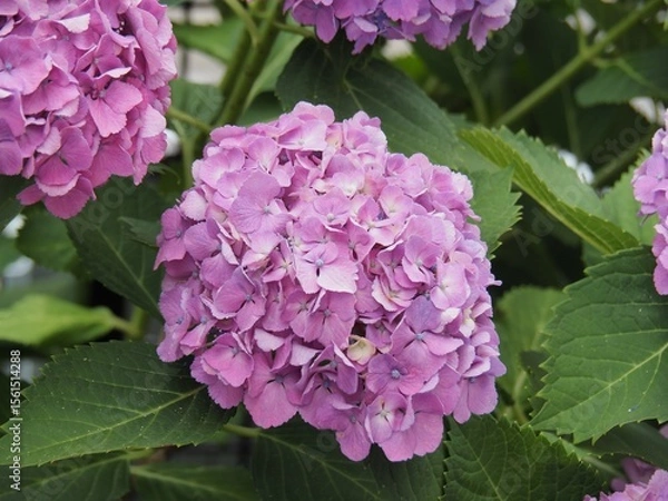 Obraz 庭に咲いた紫陽花_3