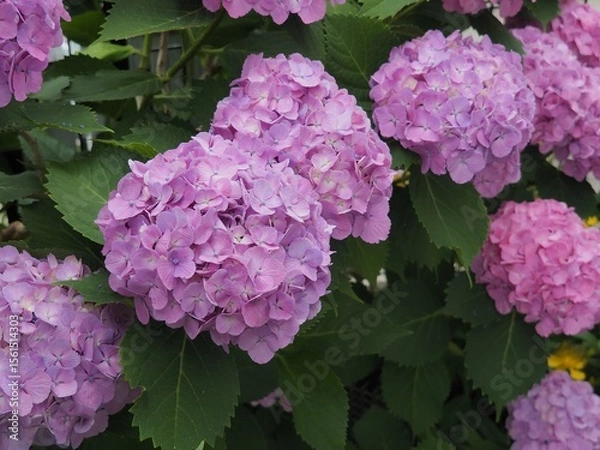 Obraz 庭に咲いた紫陽花_1