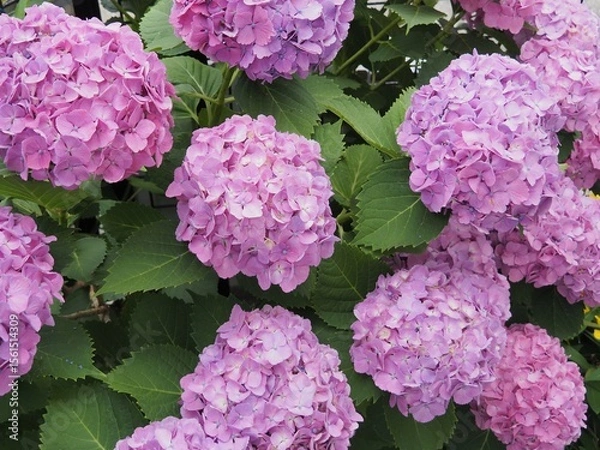 Obraz 庭に咲いた紫陽花_2