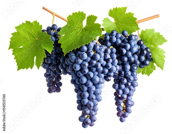 Fototapeta Fresh dark blue grapes cluster with green vine leaves on transparent background