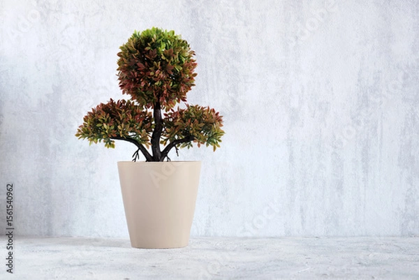 Fototapeta Decorative tangerine tree pot on wall background and copy space.