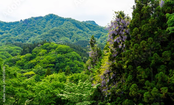 Obraz 大きな山藤