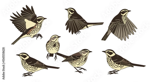 Fototapeta Thrush songbirds in different poses and angles  