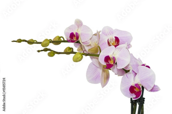 Obraz pink orchid isolated