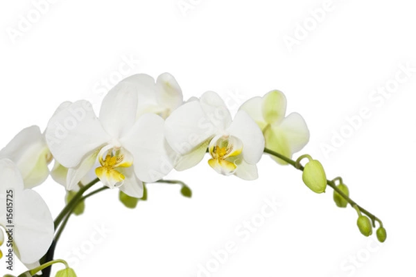 Obraz white orchid isolated