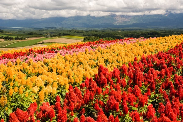 Fototapeta 美瑛の丘のケイトウ畑の向こうに続く丘