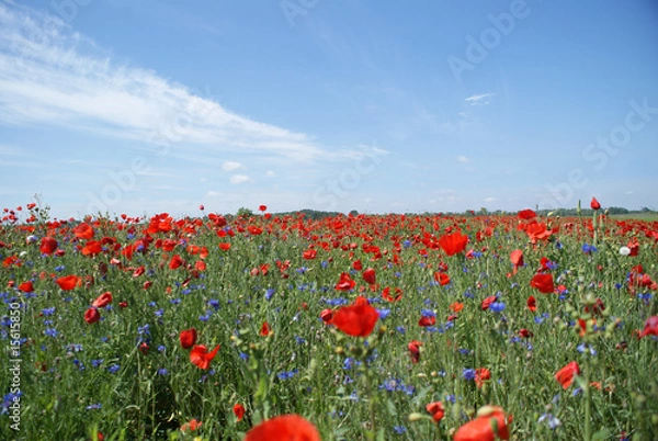 Fototapeta Poppy field