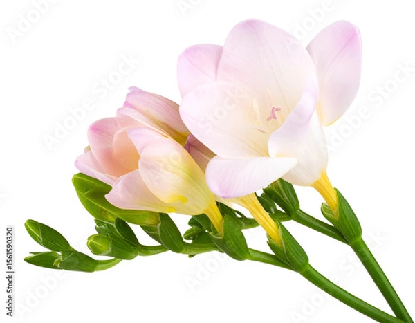 Fototapeta Single Pink Freesia Flower with Stem Isolated on Transparent Background PNG