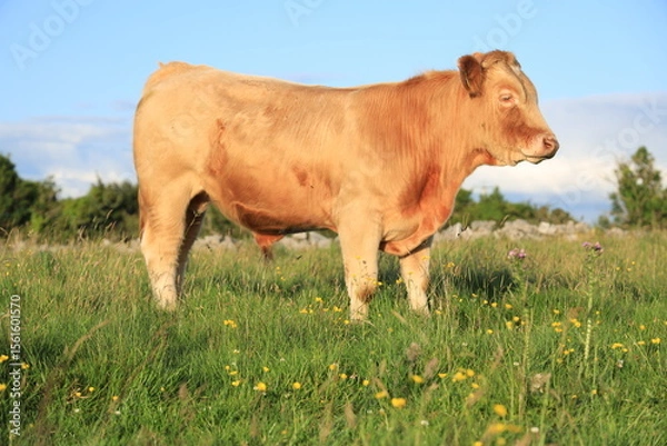 Fototapeta Cattle: side profile of a Charolais breed bullock standing in field on farmland in rural Ireland in summertime 