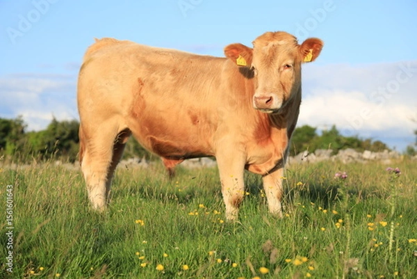 Fototapeta Cattle: a Charolais breed bullock standing in field on farmland in rural Ireland in summertime