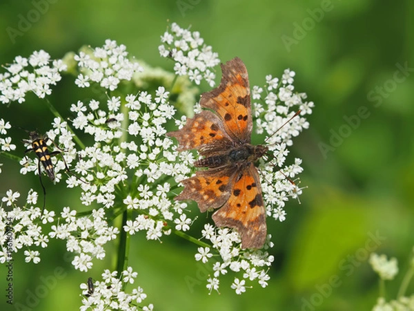 Fototapeta The Comma butterfly feeding, Polygonia c-album and a black and yellow spotted longhorn beetle, Rutpela maculata
