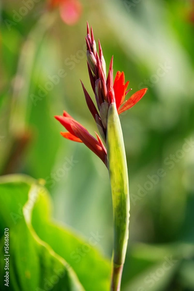 Obraz Flower red canna