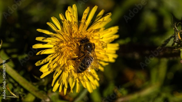 Fototapeta A bee is perched delicately on a dandelion flower, illuminated beautifully by natural light