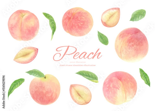 Obraz 水彩で描いたリアルな桃のベクターイラストのセット