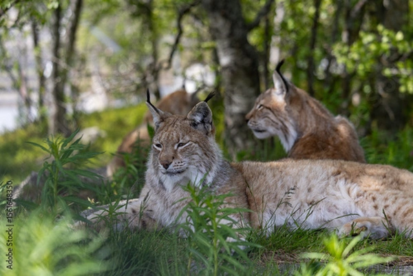 Obraz Lynx in summer, Norway