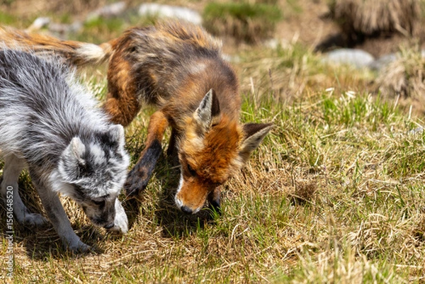 Obraz Arctic fox and red fox playing together, Norway