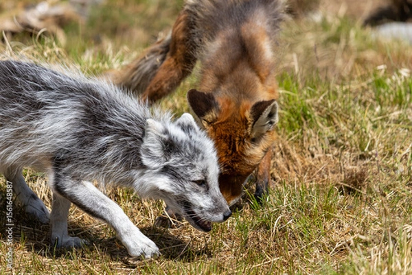 Obraz Arctic fox and red fox playing together, Norway