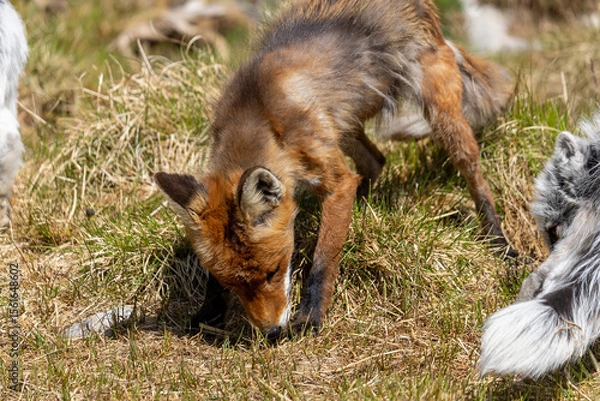 Obraz Red fox in summer, Norway